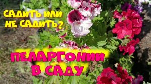 ПЕЛАРГОНИИ В САДУ. CАДИТЬ ИЛИ НЕТ?