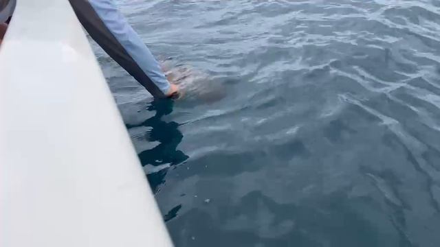 Свободу скатам
