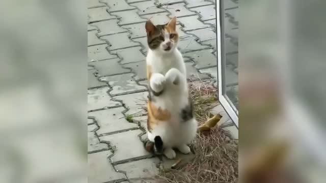 🤣Самые смешные кошки и собаки🤣 До СЛЕЗ!😂| 😻СМЕШНЫЕ ВИДЕО С ЖИВОТНЫМИ!#29!💯 смотреть онлайн