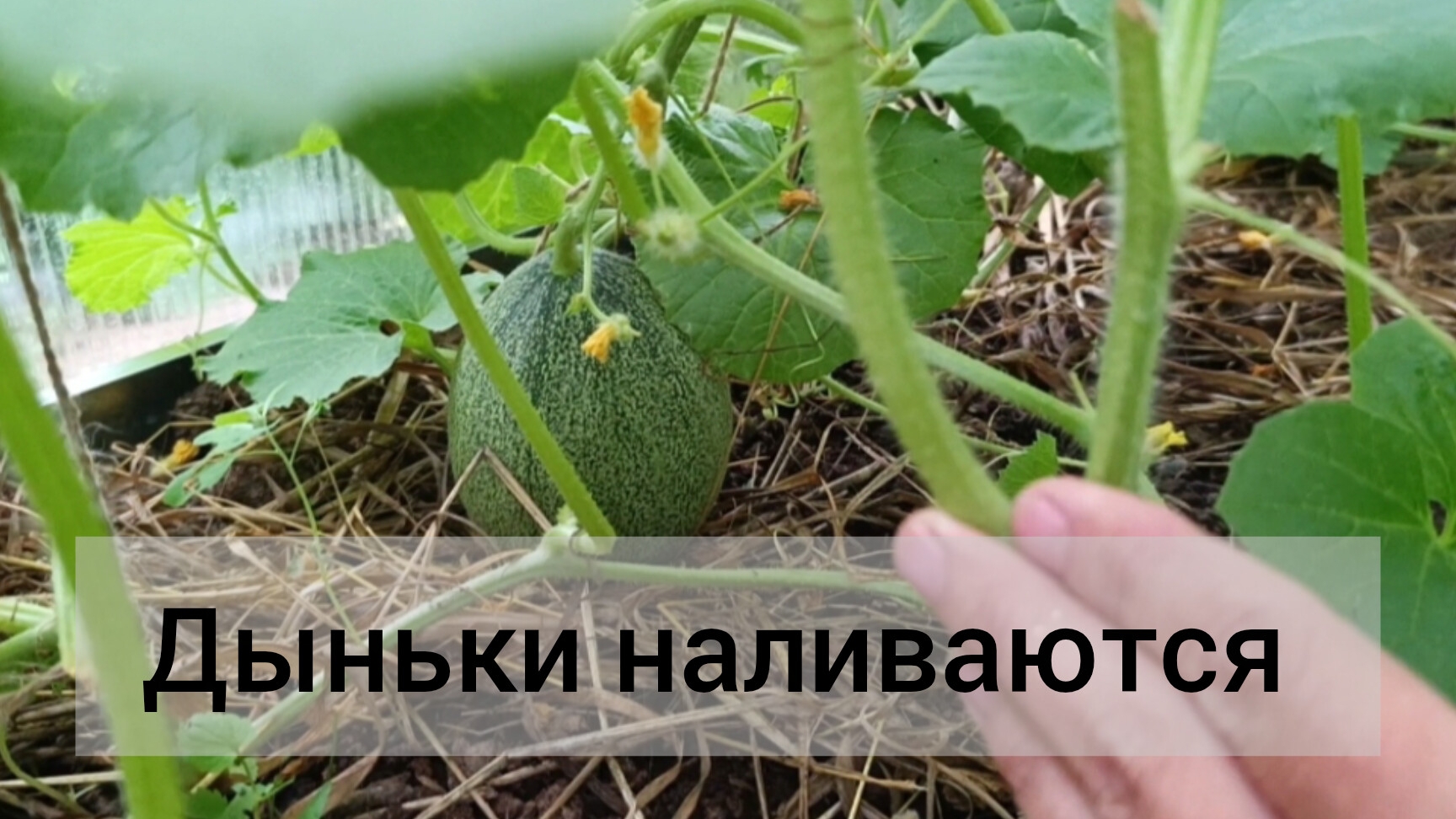 Дыни наливаются. 25 июля 2026