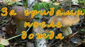 За грибами после дождя! Белые грибы! Подосиновики! Лисички! По грибы 2026!