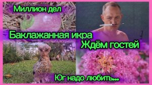 27-07-2026/Мечты сбываются/Кубань/Баклажанная икра/Мои будни голопом 😅/Юг надо любить//Гости //
