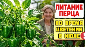 Перец цветёт, а завязи НЕТ? 1 подкормка в ИЮЛЕ - и плоды пойдут вместо ботвы!