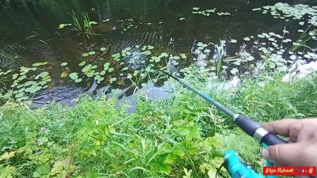 #ДоброеУтро#моехобби#Рыбалка#РыбалкавКарелии#ТОПчимДальше#Спиннинг#Toughlon#Щука
