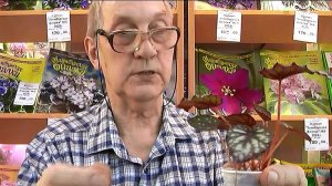 ДФ.Разведение бегоний и не только. Н.Дорофеев