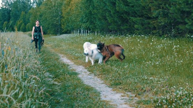 Вито и Рич: дружба, которая ломает стереотипы 🐶❤️