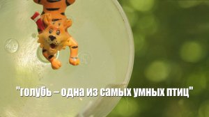 ГОЛУБИ и их УМ