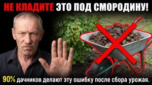 Почему СМОРОДИНА даёт мало ягод Одна ОШИБКА после сбора, которую делают все