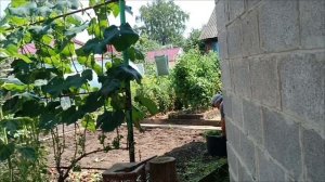 27.07.26. Такого урожая лука у меня ещё не было. ☺