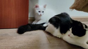 Котята пошли играть, а кошка-мать пошла присматривать за ними.