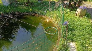 25 июля , у карасей нерест .