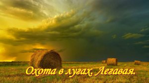 Охота в лугах. Легавая