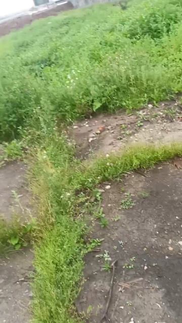 rutube.ru