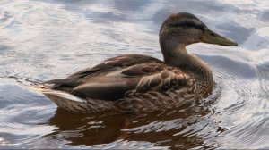 Утка на Волге🦆