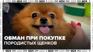 Как не ошибиться при покупке щенка — Москва 24 | Контент