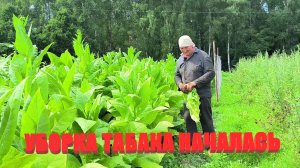 Началась УБОРКА ТАБАКА. Ремонт продолжается. ПРАВИЛЬНЫЙ МОНТАЖ ЭЛЕКТРОПРОВОДКИ. ЖИЗНЬ В ДЕРЕВНЕ.