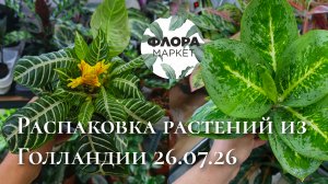 Распаковка/обзор растений из Голландии