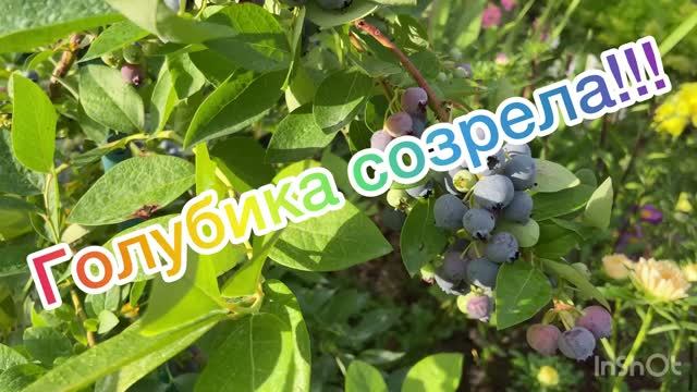 Голубика созрела!!! 24.07.2026