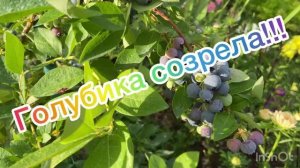 Голубика созрела!!! 24.07.2026