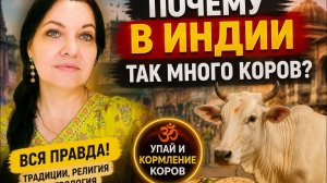 КАК ВЫЖИВАЕТ РУССКОЯЗЫЧНАЯ ЖЕНА В ИНДИИ: Секрет Индии,правда о коровах!
