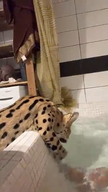 Сколько рыбачек на видео?😆