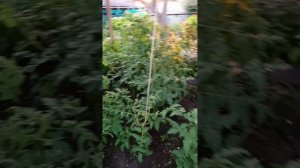 Вечерний обход территории 🌺 Закат ☀️
