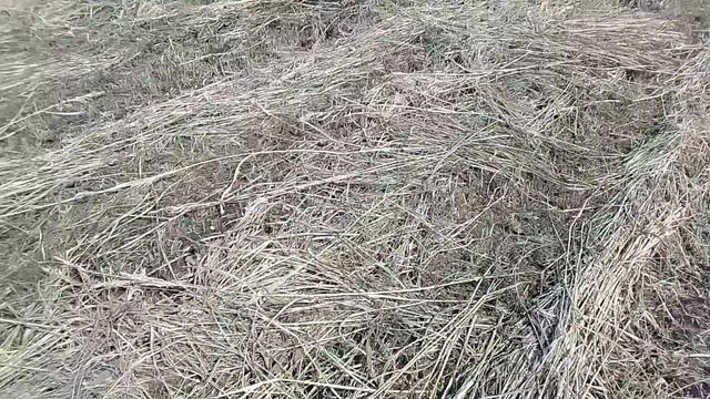 Дождь всё подпортил. Взворошил суданку