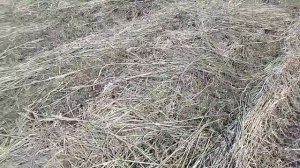 Дождь всё подпортил. Взворошил суданку