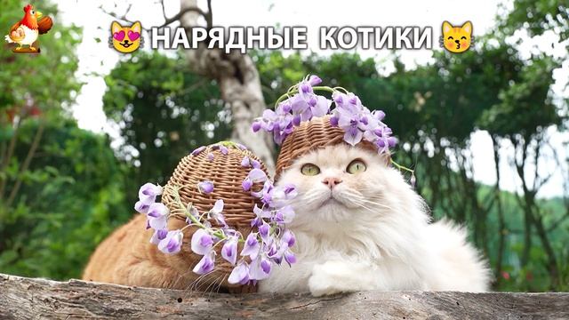 Нарядные Котики дома и на солнышке 🌞 🐈🐈🐈 (14) смотреть онлайн