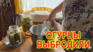 26/7 26  СНОВА ВКУСНЫЕ СЫРНИКИ. ЗАКРУТИЛА ОГУРЦЫ. СЕКРЕТ КОНТРОЛЕК НА КРЫШКАХ.