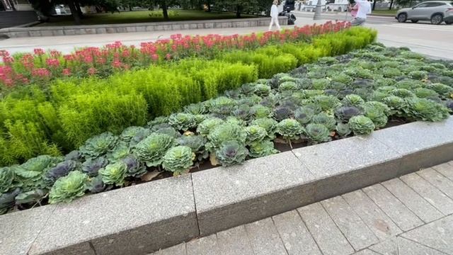 Капуста у Красной площади!