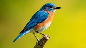 🐦 ПЕНИЕ ПТИЦ И ЖУРЧАНИЕ ВОДЫ В ЛЕСУ 🌿 УСПОКАИВАЮЩИЙ ШУМ ВОДЫ 🌿 РЕЛАКС ЗВУКИ ПРИРОДЫ ДЛЯ СНА