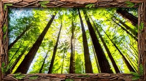 🐦🌿 Расслабляющее пение птиц | Звуки природы для сна и отдыха.
