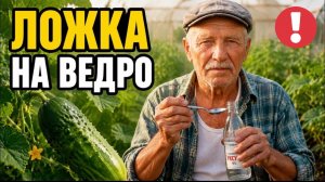 Жёлтые огурцы позеленеют за две недели от ложки УКСУСА
