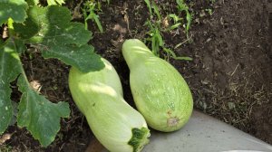 #влог А много и не надо!🌽Не перестаю удивляться...🏡