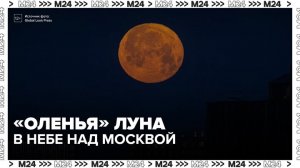 «Оленью» Луну заметили в небе над Москвой в ночь на 28 июля - Москва 24