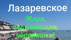 27.07.2026 Лазаревское, ЖАРА, ОТДЫХАЮЩИЕ, ЧЕРЕПАШКИ