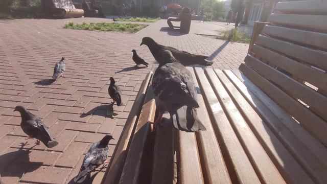 Наглые птички 🐦 😁. Готовы на голову залезть 🤣