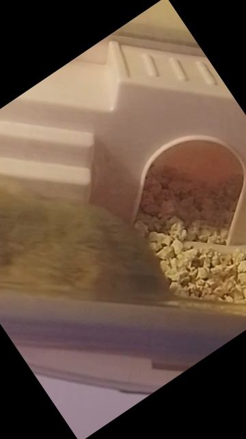 влог, но в главной роли:
         ИРИСКА 🧡🐚🐹