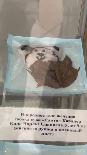 Домашние животные.
