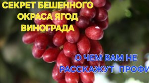 Секрет бешенной окраски ягод.О чем вам не расскажут профи.