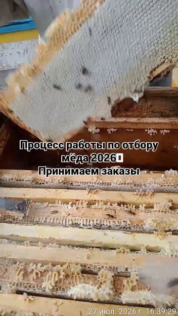 отбор мёда 🍯🍯🍯 смотреть онлайн