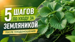 Земляника. Программа по защите и восстановлению