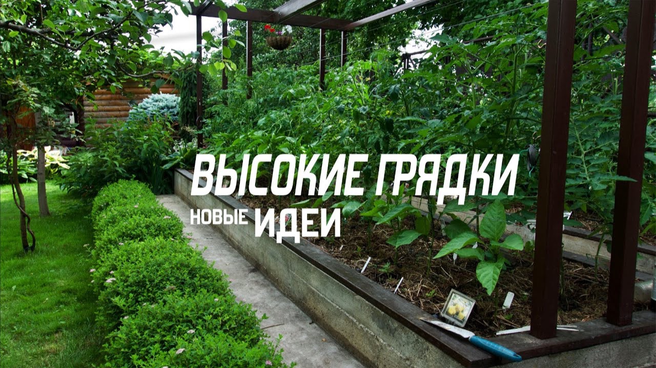 ГРЯДКИ, КОТОРЫЕ ВСЕГДА ДАЮТ УРОЖАЙ