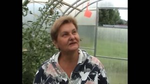 Урожай в теплице . Дыни в теплице.