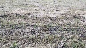 Сохнет потихоньку