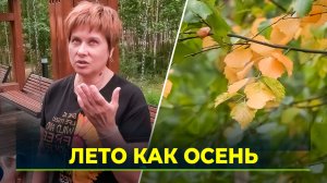 Осень раньше срока: на Ямале желтеют деревья
