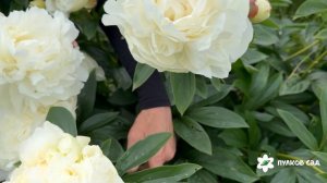 James Lewis peony. Джеймс Льюис пион. Пулков сад (2026 г.)