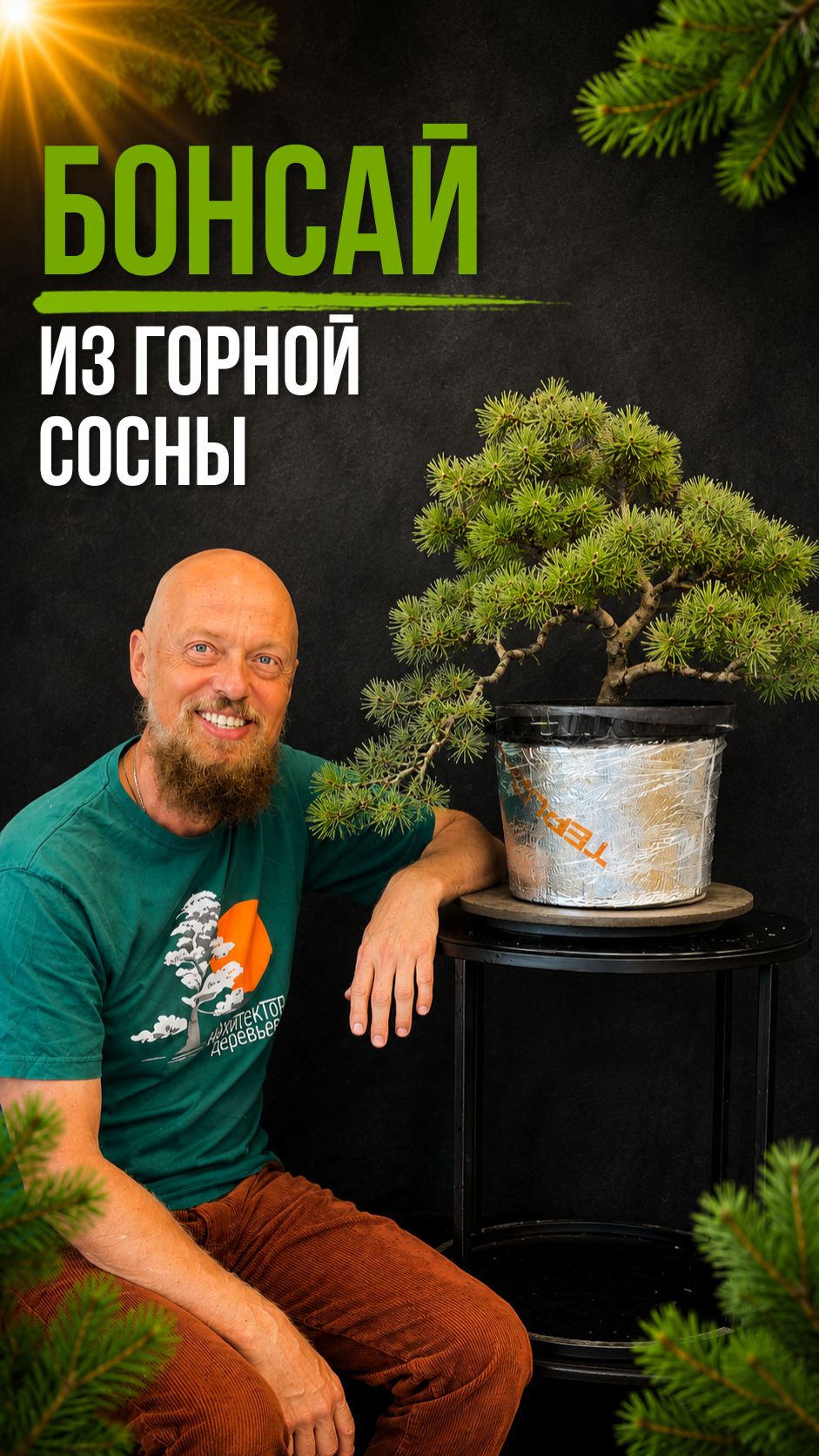 Бонсай из горной сосны
