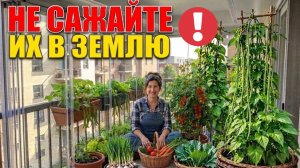 10 овощей, которые растут В ГОРШКАХ лучше, чем в открытом грунте